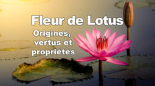 Fleur de Lotus origines, vertus et propriétés
