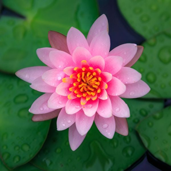 Fleur de lotus : origines, vertus et propriétés - Mybouddha - Blog  Spiritualité, Développement Personnel, Lithothérapie